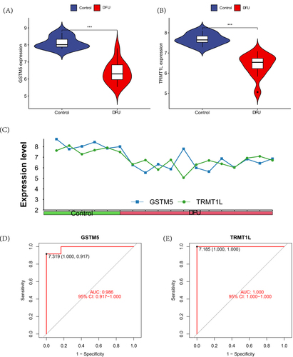 Figure 4 Differences in the intersection model within the training set. (A) The differential expression of gene GSTM5 between the DFU group and the control group; (B) The differential expression of gene TRMT1L between the DFU group and the control group; (C) The expression profiles of genes GSTM5 and TRMT1L in each sample; (D) The ROC curve of GSTM5; (E) The ROC curve of TRMT1L.