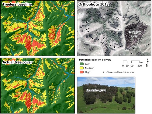 Figure 4. Potential landslide-derived sediment delivery to streams based on modelling landslide susceptibility (Spiekermann et al. Citation2022a) and landslide connectivity (Spiekermann et al. Citation2022b) modelling for a small pastoral area in the Wairarapa, NZ. The comparison of a treeless baseline scenario with the actual tree cover (shown in the orthophoto from 2013) demonstrates that the eucalyptus grove (photo insert) has led to a much greater reduction in future sediment delivery compared with the poplars and willows to the west, which were largely planted in areas where landslides are unlikely to occur with or without trees present.