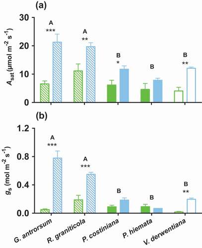 Figure 2. (A) Light-saturated photosynthetic (Asat) and (B) stomatal conductance (gs) rates of G. antrorsum, R. graniticola, P. costiniana, P. hiemata, and V. derwentiana. Green = SP (low P) site; blue = DHP (high P) site. Dashed bars are forbs, filled bars are grasses, and empty bars are sub-shrub species. Values are means ±SE (n = 3). Asterisks indicate significantly different means (*p < 0.05, **p < 0.01, ***p < 0.001) between sites within species; uppercase letters denote significantly different means among species identified by Fisher’s LSD test (p < 0.05)