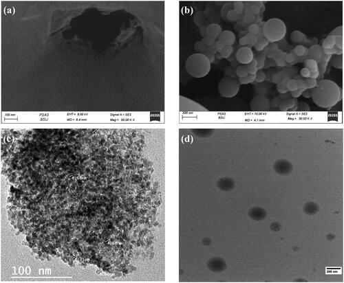 Figure 2. HFESEM images of (a) N/CQDs and (b) N/MC, and TEM images of (c) N/CQDs and (d) N/MC.