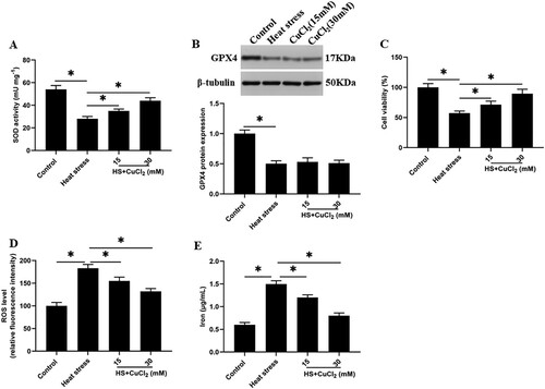 Figure 4. SOD activation reduces heat stress-induced ferroptosis-like death of GMECs. Adding a certain concentration of SOD activator CuCl2 (15, 30 mM) to heat-stressed GMECs. After 24 h of co-cultivation, the degree of cell ferroptosis-like death can be judged by detecting cell viability, iron ion concentration, and ROS level: (A) SOD determination kit was used to determine the activity of SOD. (B) Western blotting was used to measure the expression of GPX4 protein. (C) MTT assay was used to detect the cell viability. (D) Determination of ROS content. (E) Determination of iron ion concentration by spectrophotometer. *P < 0.05 versus control, n=6.