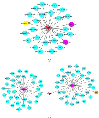 Figure 3. Biomathematically predicted the target lncRNA-miRNA-mRNA network of lnc_13814