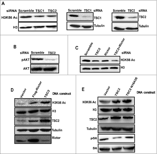 Figure 2. TSC complex functions upstream of mTORC2 to regulate H3K56 acetylation. (A) TSC complex positively regulates H3K56Ac. HeLa cells were transfected with scramble, TSC1 or TSC2 siRNA. After 48 h of transfection, cells were harvested. Whole cell lysates were prepared and resolved on SDS-PAGE and levels of H3K56Ac were analyzed by Western blot. (B) mTORC2 mediated AKTser473 phosphorylation is downregulated in TSC2 depleted cells. HeLa cells were transfected with TSC2 siRNA. After 48 h, cells were harvested and whole cell lysates were analysed for Aktser473 phosphorylation by Western blot. AKT was probed as a loading control. (C) TSC2 regulate H3K56Ac by both mTORC2 dependent and independent pathways. HeLa cells were transfected with either scramble, TSC2 or rictor siRNA alone or transfected with both TSC2 and rictor siRNA. After 48 h of transfection, cells were harvested and whole cell lysates were loaded on SDS-PAGE and analyzed for H3K56Ac by Western blot. (D) Overexpression of rictor and TSC2 proteins induce H3K56Ac. HeLa cells were transfected with flag-rictor or pcDNA3.1-TSC2 DNA constructs for 24 h. Whole cell lysates were prepared and resolved on SDS-PAGE. Levels of H3K56Ac was analysed by Western blot. H3 and Tubulin were probed as loading controls. (E) Overexpression of TSC2N1643S (GAP mutant) induce H3K56Ac. HeLa cells were transfected with TSC2 or TSC2N1643S DNA constructs for 24h. Whole cell lysates were analyzed for the levels of H3K56Ac by Western blot.