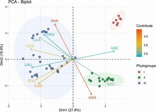 Figure 2. Principal component analysis (PCA) biplot diagram showing similarity and variation in codon usage pattern of APPV genomes. A PCA biplot is used for simultaneously displaying the genome CDSs of APPV and vectors of variables’ (lines) projection to the first two principal components. Biplot conducts on ten among most representative variables (codons) from all APPV strains. The direction and length of the arrows indicate how each codon contributes to the first two components in the biplot. Principal component 1 (Dimension 1) represents 27.8% of variation and principal component 2 (Dimension 2) represents 18.9% variation. Phylogroup I, II, and III are depicted using orange, green, and blue, respectively.