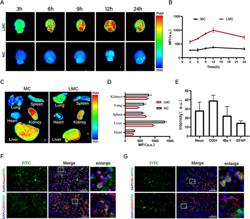 Figure 3 The ability of LMC to traverse the BBB in AD mice. (A and B) Fluorescence imaging and quantitative analysis of brain at different time points after tail vein injection of FITC-labeled LMC and MC. (C and D) Fluorescence imaging and quantitative analysis of lung, heart, liver, spleen, and kidney 12 h after tail vein injection of FITC-labeled LMC and MC. (E) Fluorescence quantification in neurons, vascular endothelial cells, microglia, and astrocytes 12 h after tail vein injection of FITC-labeled LMC and MC. (F and G) Fluorescence imaging in neurons, vascular endothelial cells, microglia, and astrocytes 12 h after tail vein injection of FITC-labeled LMC and MC (Enlarged image in white box on the right). All data are expressed as mean ± SD (n = 3).