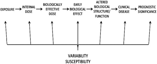 Figure 2. Series of steps that occurs between exposure and the effect of clinical disease and prognostic significance. Adapted from Schulte (Citation1989).