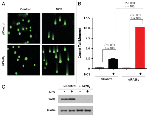 Figure 3 Deficiency of DSB repair in PA28γ-depeleted cells. (A) Direct observation of DNA damage 2 h after treatment of U2OS cells with 200 ng/ml of NCS using a neutral comet assay. (B) Quantitation of the comet data. The length and intensity of SYBR green-stained DNA tails relative to heads is shown as the relative comet tail moment (n = 100). p-values indicate the statistical significance of the difference between samples (student's t-test). Bars represent standard error of the mean based on two independent experiments. (C) Protein gel blotting analysis showing the extent of PA28γ knockdown.