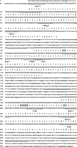 Figure 1 Complete nucleotide sequence of Acanthopagrus schlegelii myostatin cDNA (1775 bp) (GenBank DQ303480) and sequence of intron 1 (329 bp) and intron 2 (742 bp) as determined by PCR amplification and sequencing of genomic DNA (GenBank DQ251470). Exons are shown in capital letters, and introns in small letters. The deduced amino acid sequence are shown by single letter code of amino acids below the exons. Translational termination site is indicated by an asterisk. Name and position of each primer used are indicated. Microsatellites are underlined. Conserved cysteine residues and putative proteolytic processing site are indicated with gray shading.