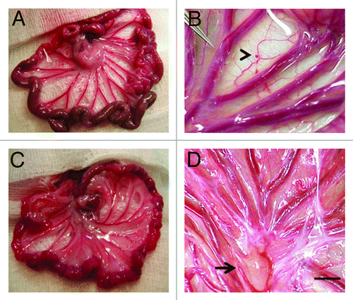 Figure 2. Photographs of mesentery from a rat (A and B) or a rhesus macaque (C and D) several weeks following sham-transplantation (A) or transplantation of E28 pig pancreatic primordia (B) or immediately following the transplantation of an E28 pig pancreatic primordium (C arrowhead) or several weeks following transplantation (D). Arrow, lymph node (D). Scale bar 1 cm (D). Reproduced with permission.Citation11,Citation15