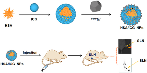 Scheme 1 Self-assembly and radiolabeling of ICG-HSA NPs and their applications for SLN Imaging.