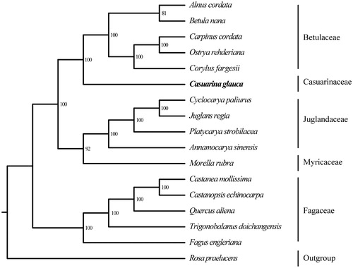 Figure 1. Maximum likelihood (ML) tree based on the complete chloroplast genome sequences of Casuarina glauca and other 16 species. Numbers in the nodes are the bootstrap values from 100 replicates. Their accession numbers are as follows: Alnus cordata: NC_036751; Betula nana: NC_033978; Carpinus cordata: NC_036723; Ostrya rehderiana: NC_028349; Corylus fargesii: KX822767; Cyclocarya paliurus: NC_034315; Juglans regia: NC_028617; Platycarya strobilacea: NC_035413; Annamocarya sinensis: KX703001; Morella rubra: NC_035006; Castanea mollissima: NC_014674; Castanopsis echinocarpa: NC_023801; Quercus aliena: NC_026790; Trigonobalanus doichangensis: NC_023959; Fagus engleriana: NC_036929; Rosa praelucens: NC_037492.