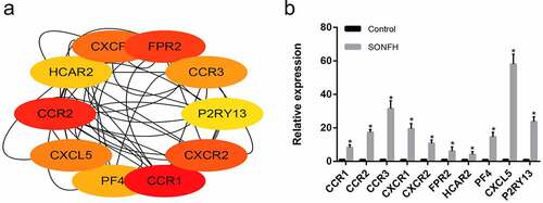 Figure 4. The 10 most highly expressed hub genes in the PPI network as confirmed with RT-PCR. (a) The 10 most highly expressed hub genes in the PPI network as determined by cytoHubba. (b) RT-PCR validation of the hub genes in SONFH and normal controls. All experiments were performed in triplicate, and the results are presented as the means ± SD. (*p < 0.05)