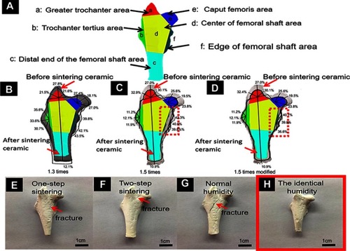 Figure 2 The six partitions of the rabbit hip joint (A). Shrinkage ratio diagram of a rabbit hip joint ceramic prosthesis with a 1.3 times magnification before sintering (B). Shrinkage ratio diagram of a rabbit hip joint ceramic prosthesis with a 1.5 times magnification before sintering (C). Shrinkage ratio diagram of a revised rabbit hip joint ceramic prosthesis with a 1.5 times magnification as well as some special area (f area) modification parameters of the ceramic prosthesis (D). Optical images of ceramic prosthesis made by conventional one-step sintering method (E); by two-step sintering method (F); polymerized under normal humidity conditions (G); polymerized under a constant humidity conditions (H) respectively.