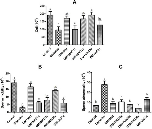 Figure 5 (A) Sperm count, (B) sperm mobility, and (C) sperm abnormality in STZ-induced diabetic rats after treatment 7 weeks.Notes: Data are shown as the mean ± SD (n = 6). The values with different letters (a–c) represent significantly different (p<0.05) as analyzed by Duncan’s multiple range test.Abbreviations: DM, diabetes group; DM+Met, diabetes + 200 mg/kg of metformin; DM+NAC1x, diabetes + 4 mg/kg of nano-SAC; DM+NAC2x, diabetes + 8 mg/kg of nano-SAC; DM+NAC5x, diabetes + 20 mg/kg of nano-SAC; DM+AC5x, diabetes + 20 mg/kg of SAC.