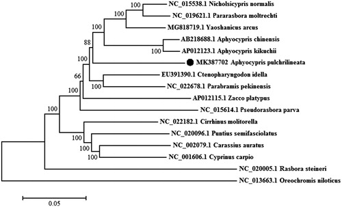 Figure 1. Neighbour-joining phylogenetic tree based on the mitochondrial genome of A. pulchrilineata and other 15 fishes using MEGA 6.06. Oreochromis niloticus served as an outgroup species.