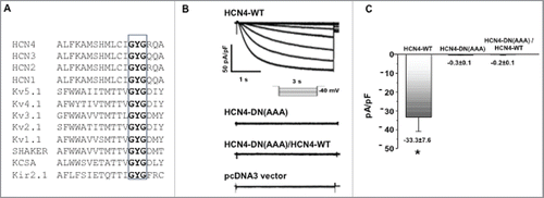 Figure 2. HCN4 dominant-negative effect test in HEK293 cells. (A) Sequence alignment of mouse HCN channels and other K+ channel examples that have a signature cation selectivity “GYG” motif at the channel pore region. (B) IHCN currents were elicited by a stepwise hyperpolarization to −120 mV from a holding potential of −40 mV; and then normalized to membrane capacitance. Representative IHCN4 current traces recorded in HEK293 cells expressing HCN4-WT, HCN4-DN(AAA) mutant, both HCN4-DN(AAA)/HCN4-WT, or a vector control are shown. Transfection with HCN4-WT produced robust IHCN4 currents, whereas transfection with HCN4-DN(AAA) did not produce any current greater than the vector control. When HCN4-WT and HCN4-DN(AAA) were co-transfected, IHCN4 was abolished. (C) Summary data for the peak IHCN4 currents recorded from HEK293 cells expressing WT-HCN4, HCN4-AAA mutant, HCN4-AAA/WT-HCN4 or vector control, confirming the ability of HCN4-DN(AAA) to act as a dominant-negative construct. n = 4–5, *p < 0.05.