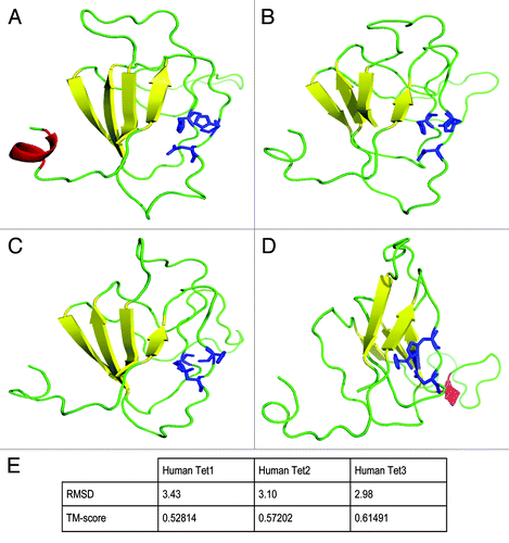 Figure 3. 3D modeling of the metal binding domain of human TET proteins and Drosophila Tet. The 3D models of human TET1 (A), human TET2 (B), human TET3 (C), and dTet (D) conserved sub-sequences including the metal binding residues of the catalytic domain are shown. Models were based on the template 3s57 chain A of the human ABH2 protein and were built and evaluated using the IntFOLD, I-TASSER and ModFOLD4 servers and the SPARKS-X and Modeler standalone programs.Citation73-Citation76 Details of the modeling approach are provided in the Supplementary Material. The images of models were rendered using PyMOL. The conserved metal binding residues are indicated as blue sticks; β-sheets are in yellow; helices in red; and loop regions are shown in green. (E) Root-mean-square deviation (RMSD) scores (lower is closer) and template modeling TM scores (higher is closer) indicating the structural relationship between human TET 3D models and the Drosophila Tet 3D model. The TM-align methodCitation77 was used to score the structural relationships between models. The TM scores in Figure 2E indicate that all of the human Tet models are likely to share the same fold as the Drosophila Tet model, as they are above the 0.5 threshold therefore indicating a significant match.Citation78 Both the RMSD and the TM scores indicate that the Human Tet3 model is perhaps the closest to the Drosophila Tet model in terms of global structural similarity.
