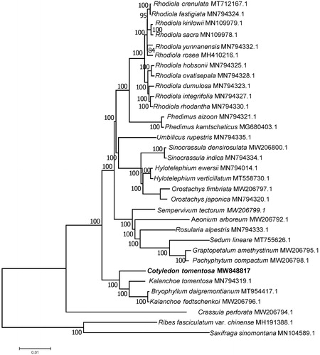 Figure 1. The maximum-likelihood (ML) phylogenetic tree of complete chloroplast genome sequences. Numbers above branches are bootstrap percentages based on 200 replicates.