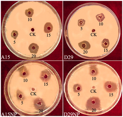 Figure 8. Zones of inhibition of reaction mixture containing silver nanoparticles and B. subtilis A15 and B. amyloliquefaciens D29 against Xanthomonas oryzae pv. oryzae growth on LBA medium.