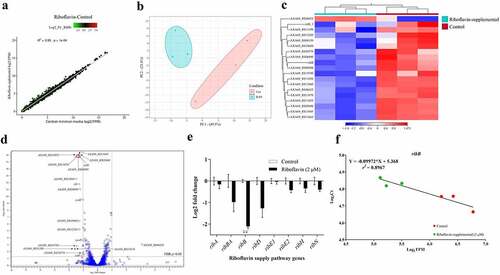 Figure 5. Effect of extracellular riboflavin on A. salmonicida J223 global transcriptomic response and expression of riboflavin supply pathway genes. A. salmonicida J223 grown in the presence and absence of riboflavin in minimal media. The RNA-Seq experiment involved 6 RNA libraries with three biological replicates for two distinct conditions; control (minimal media) versus riboflavin supplemented (minimal media + riboflavin-2 μM). a. Scatter plot of RNA-seq expression under control and riboflavin supplemented conditions. Red, green, and black dot colours stand for up-, down-, and non-differentially expressed genes, respectively, with each dot representing a gene. b. Principal component analysis (PCA) of A. salmonicida samples grown in presence and absence of riboflavin in minimal media, based on the expression of all data sets. c. Hierarchical cluster analysis of RNA-seq results. DEGs are clustered on a heat map; the control (red) and riboflavin-supplemented (aqua) bacterial samples are indicated by the colour bars below the horizontal cluster. d. Volcano plot of DEGs (Cut-off: Log2 fold-change (FC) ≥ |1| and false discovery rate (FDR) p≤0.05). e. Relative expression of riboflavin supply pathway genes in A. salmonicida grown in minimal media with (2 μM) and without riboflavin. Expression of genes ribA, ribB, ribBA, ribD, ribE1, ribE2, ribH, and ribN in cultures with and without riboflavin was assessed by RT-qPCR. The normalizers were era and hfq. Asterisks (*) represent the statistically significant differences (***p < 0.01) in the gene expression between control and riboflavin-supplemented A. salmonicida cultures, as determined by the non-parametric Kruskal-Wallis test, followed by Dunn’s multiple comparison post-hoc test. f. Correlation between gene expression levels of ribB from RT-qPCR and RNA-Seq data. A simple linear regression analysis was performed between the normalized counts (TPM) of RNA-seq data (Log2 TPM on the X axis) and the Ct values from RT-qPCR (Log2 Ct on the Y axis).