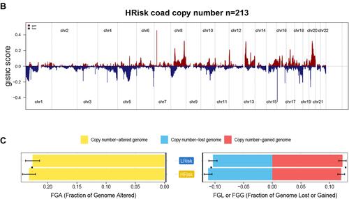 Figure 7 Gene copy number variations in COAD. (A and B) The amplification and deletion of gene fragments in COAD patients among two groups. (C) The comparison of copy number of the altered genome, lost genome, and gained genome between high- and low-risk groups.