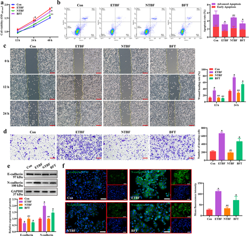 Figure 1. ETBF and BFT facilitate CRC cell proliferation and metastasis. a: cell viability of SW480 cells at 12, 24, and 48 h after 2 × 10 [Citation5] CFU ETBF, 2 × 10 [Citation5] CFU NTBF, and 5.0 nM BFT treatments. b: early and late apoptosis rates of cells when ETBF, NTBF, and BFT were co-cultured with SW480 cells for 24 h. c: Representative pictures of SW480 cell migration at 0, 12, and 24 h and statistical analysis of wound healing ratio. Scale bar: 200 µm. d: Representative images of transwell and statistical analysis of the number of invading cells in SW480 cells after 24 h of treatment with ETBF, NTBF, and BFT. Scale bar: 200 µm. e: Representative gel blot images of EMT (E-cadherin and N-cadherin)-related proteins and statistical analysis of grayscale values. f: IF staining was performed to detect the localization and fluorescence intensity of N-cadherin in SW480 cells of each group. Scale bar: 50 µm. Compared to the Con group, “a” represents p < 0.05 and ns represents no significant difference.