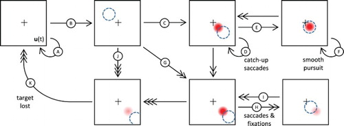 Figure 9. Illustration of the ANF model dynamics in presence of a moving target following a rectilinear trajectory with constant speed. Adopted states and transitions depend on the target dynamics and internal projection of activity, and are thus implicitly represented here using arrows: low or compatible speeds with single-headed arrows, high speeds and/or medium discrepancy with double-headed arrows, extreme speeds or high discrepancy with triple-headed arrow. Apparent target position in the visual field is represented as a dashed circle while the neural field peak is represented by a Gaussian profile activity whose intensity reflects the peak amplitude. Please refer to the main text for the detailed description of the labelled transitions.