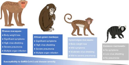 Figure 1. Summary of SARS-CoV-2 infection in four NHP models. SARS-CoV-2 susceptibility and disease severity of rhesus macaques (Macaca mulatta), cynomolgus macaques (Macaca fascicularis), common marmosets (Callithrix jacchus), and African green monkeys (Chlorocebus sabaeus).