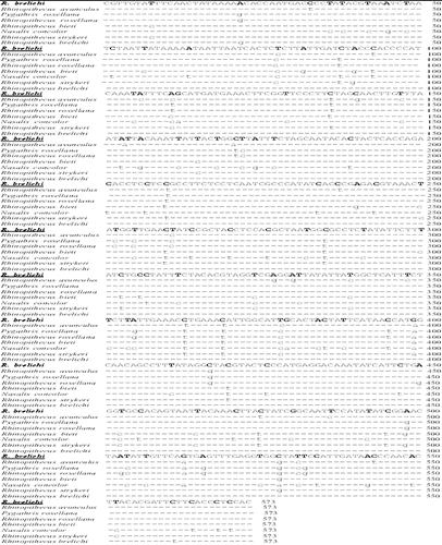 Figure 4. DNA sequence alignment of mitochondrial genes (ND6, tRNA-Glu and Cyto B genes). Note: The sequence of mitochondrial genes (including ND6, tRNA-Glu and Cyto B) of R. brelichi (underlined) was aligned with those from other closely related species. Dash line indicates the same base, whereas lowercase letter shows a different base at that position. These sequences can be retrieved from NCBI.