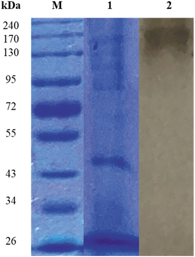Figure 9. SDS and Native PAGE of (PS1) Chaetomella sp. crude β-glucosidase extract produced under optimal conditions (Day 12, 3 °֯C, 150 r/min, 0.5% soy peptone, 1.25% cellobiose). Lanes M: spectra multicolour broad range molecular weight marker (ThermoScientific, USA), 1: crude enzyme, and 2: crude enzyme displaying β-glucosidase activity.