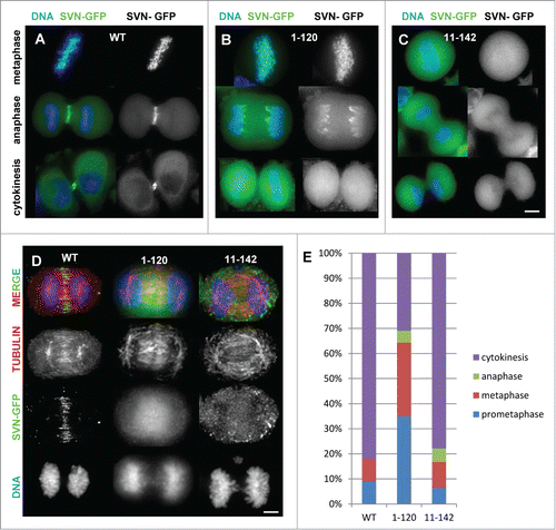 Figure 2. Survivin truncations mislocalise during mitosis. (A–C) Exponentially growing HeLa cells expressing (A) survivin-GFP (WT); (B) survivin1–120-GFP and (C) survivin 11–142-GFP as indicated, were stained with NucBlue and imaged live. (D) Anaphase cells were fixed with formaldehyde and immunoprobed with anti-tubulin antibodies to show the integrity of the central spindle in the different lines. Scale bars 5 μm. (E) Analysis of mitotic stages of cells 120 minutes post-release from DMA-induced mitotic arrest.