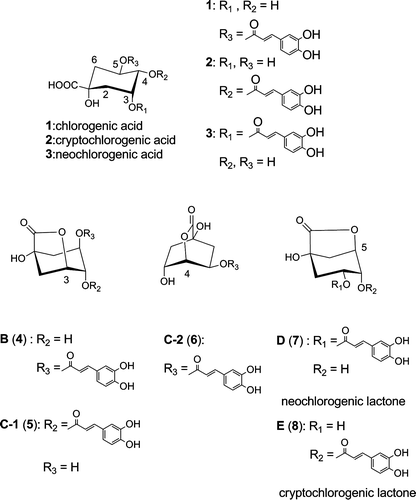 Fig. 1. Chemical structures of chlorogenic acids (1–3) and identified lactone derivatives (4–8).