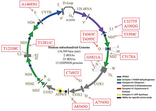 Figure 3 Genetic map of human mitochondrial genome, which has a 16,569 bp sequence. Red boxes indicated PCOS-IR–associated mtDNA mutations.