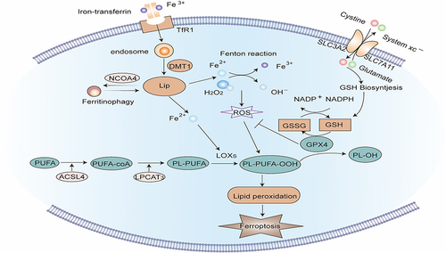 Figure 5 Signaling pathway of Necroptosis. The binding of TNF-α to tumor necrosis factor receptor 1 (TNFR1) promotes the assembly of complex I, including TNFR1, TNFR1-associated death domain (TRADD), receptor-interacting serine/threonine protein kinase 1 (RIPK1), TNFR-linked factor 2 (TRAF2), apoptosis protein (cIAP), and deubiquitinating enzymes such as CYLD. Complex I offers a platform for a series of subsequent ubiquitination and de-ubiquitination reactions, in which cIAP keeps RIPK1 ubiquitinated, while CYLD makes RIPK1 de-ubiquitinated. When caspase-8 is blocked, the ubiquitination of RIPK1 causes the formation of complex IIb. In complex IIb, RIPK1 is autophosphorylated, which subsequently recruits and stimulates RIPK3. PIPK3 further recruits and phosphorylates MLKL to create necrosomes. RIPK3 can also be independently stimulated by TIR-domain-containing adapter-inducing interferon-β (TRIF), an adapter protein of Toll-like receptors (TLRs). Eventually, phosphorylated MLKL oligomerizes and translocates to the cell membrane to develop plasma membrane pores, inducing plasma membrane rupture and cell disintegration.