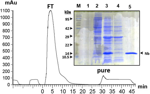 Figure 3. Expression and purification of ALNb18. The chromatogram of nanobody purification run on an AKTA plus system equipped with nickel charged column is shown. After injecting 5 mL bacterial periplasmic extract (from 50 mL culture), pure ALNb18 nanobody (pure) was recovered from the column in the elution peak which appeared after the peak of Flow-Through (FT) of bacterial extract. (Inset) 15% acrylamide gel electrophoresis stained with coomassie brilliant blue of several samples (∼ 5 µg/lane) from the expression and purification stages of the nanobody ALNb18; bacterial lysate before (lane 1) and after 16 hours (lane 2) of expression induction with IPTG, periplasmic extract (lane 3), FT (lane 4) and pure nanobody (lane 5). Protein molecular weight marker was loaded in the first lane (M) and its bands are indicated with arrows with the expected sizes (in kDa).