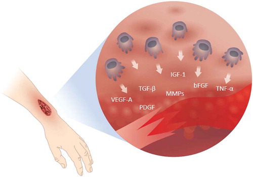 Figure 2. Immune cells recruited to the wounded site release agents that are instrumental for all stages of healing. The figure depicts active agents produced by macrophages, of which some have been investigated as treatment to accelerate wound healing.
