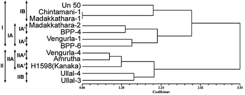 Figure 3. Dendrogram depicting genetic relationship among cashew varieties based on morphometric characters using Dice’s dissimilarity coefficient.