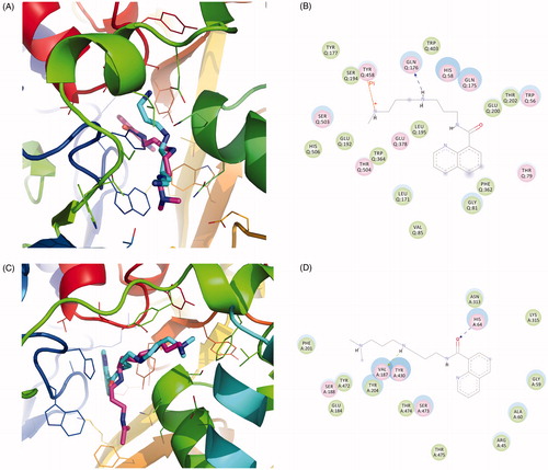 Figure 3. The binding mode analysis of SI-4650. The binding modes of SI-4650 in SMO (A) and APAO (C). Pink represents substrate and cyan represents SI-4650. The detailed interactions of SI-4650 with SMO (B) and APAO (D). Blue dashed arrow represents hydrogen bond. Orange line with symbols represent cation-Pi interaction.