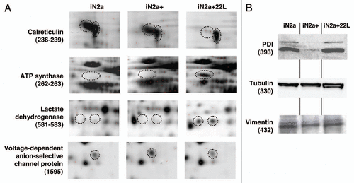 Figure 4 Illustration of protein differential expression. (A) Regions of 2DE silver stained gel of the different cell types illustrating the variation of calreticulin, ATP synthase, lactate dehydrogenase and voltage-dependent anion-selective channel protein. (B) Western blot detection after 1D gel electrophoresis of PDIA6, tubulin beta and vimentin in iN2a, iN2a+ and iN2a+22L. Numbers in parenthesis refer to protein ID numbers (Suppl. Tables 1 and 3).