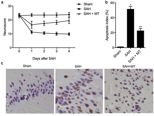 Figure 5. MT attenuated SAH-induced neurobehavioral deficits and apoptosis. (a) MT attenuated neurobehavioral deficits induced by SAH. (b/c) The extent of cell apoptosis in the SAH+MT group was much higher than that in the sham group, while the extent of cell apoptosis was the highest in the SAH group (Scale bar: 10 um; * P value< 0.05, vs. sham group; ** P value < 0.05, vs. SAH group).