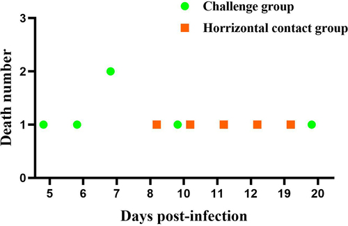 Figure 5. The pathogenicity and horizontal transmission capability of rYY-rVP3 were assessed using a 6-day-old Muscovy duck model. During the 20-day observation period, the challenge group displayed a 50% mortality rate, with the first death occurring at 5 dpi. In the horizontal contact group, the initial death was observed at 8 days, and cumulative mortality reached 50% within the observation period.