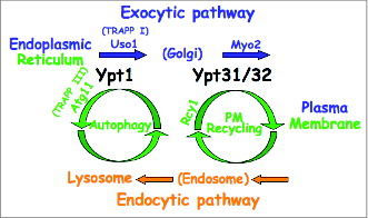 Figure 2. Model for coordination of 2 intersections of the exocytic and cellular recycling pathways by Ypt/Rab GTPases. We propose that the exocytic and endocytic pathways connect through 2 intersections with cellular recycling pathways: the early secretory pathway intersects with lysosomes via autophagy, whereas the late secretory pathway intersects with endosomes via PM recycling. We further postulate that Ypt1 with its autophagy-specific effector Atg11 coordinates trafficking through the first juncture, and Ypt31/32 with its PM-recycling effector Rcy1 through the second juncture.Citation11,18 These Ypts also have secretory pathway-specific effectors: e.g., Uso1 and Myo2 for Ypt1 and Ypt31/32, respectively.Citation37,38 For Ypt1, 2 different GEF complexes, TRAPP I and TRAPP III, regulate ER-to-Golgi transport and autophagy, respectively.
