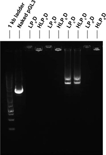 Figure 2 Electrophoretic mobility in 1% agarose gel for LPD and HLPD wrapping pGL3 plasmid: 1 kb ladder, naked pGL3, LPaD, HLPaD, LPbD, HLPbD, LPcD, HLPcD, LPdD, and HLPdD.Notes: LPD: a cationic liposome, multifunctional peptide, and DNA at optimized ratios; HLPD: H represents hyaluronic acid, L represents cationic liposome that was composed of DOTAP/DOPE at a 1:1 weight ratio, P represents peptide (Pa–Pd refers to the different peptide used), and D represents DNA.Abbreviations: DOTAP, 1,2-dioleoyl-3-trimethylammonium-propane; DOPE, 1,2-dioleoylsn-glycero-3-phosphatidyl-ethanolamine.