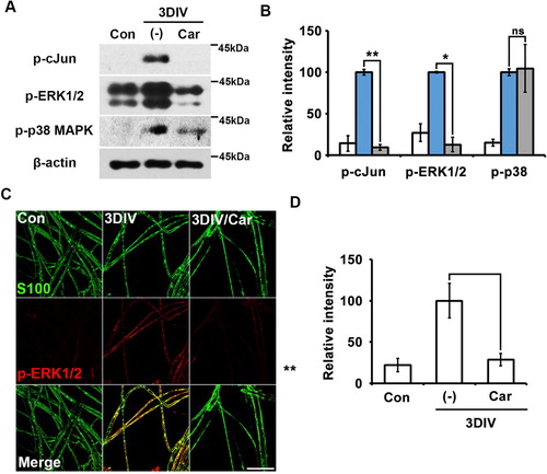 Figure 2. TRPM-regulated trans-dedifferentiation of Schwann cells involves in MAPK signaling pathway via a p38-MAPK-independent manner. (A) Western blot analysis showed protein expression of phosphorylated c-Jun (p-c-Jun), phosphorylated extracellular signal-regulated kinase (pERK)-1/2 and phosphorylated p38MAPK (p-p38MAPK) (B) Relative intensities quantified the expression patterns of p-c-jun, p-ERK1/2 and p-p38MAPK in ex vivo trans-dedifferentiated Schwann cell (n = 9). (C) Sciatic nerve fibers were immunostained with anti-S100 (green) and p-ERK-1/2 (red). Scale bar = 50 μm. (D) Relative intensities indicated the effect of TRPM7 inhibition on ex vivo Schwann cell trans-dedifferentiation (n = 3).