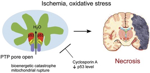 Figure 6 Schematic illustrating the p53 accumulation in the mitochondrial matrix and triggering the opening of mtPTP and substantial necrosis by the physical interaction with the PTP regulator Cyp-D. Reprinted from Cell, 149(7), Vaseva AV, Marchenko ND, Ji K, Tsirka SE, Holzmann S, Moll UM, p53 opens the mitochondrial permeability transition pore to trigger necrosis, 1536–1548, Copyright 2012, with permission from Elsevier.Citation145