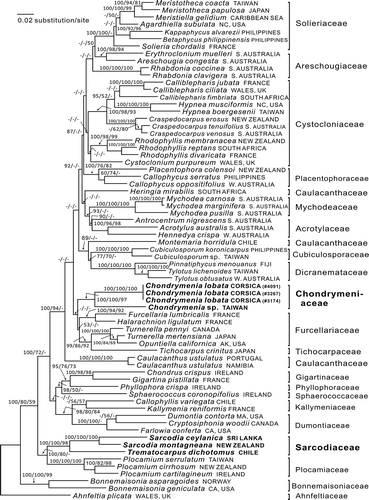 Fig. 41 RbcL phylogeny: ML tree (In L = −21877.5021) of the proposed new family Chondrymeniaceae from the Mediterranean Sea and north-western Pacific Ocean, compared with a selection of the related families. The numbers above the branches are the Bayesian posterior probabilities and the bootstrap values for the ML and the MP topology in that order. Dashes indicate less than 50% support values. The complex of families that include the Chondrymeniaceae are marked by an arrow on the left-hand side. Family names cited in the tree are from Guiry & Guiry (Citation2013), except that Callophycus is placed here in the Placentophoraceae.