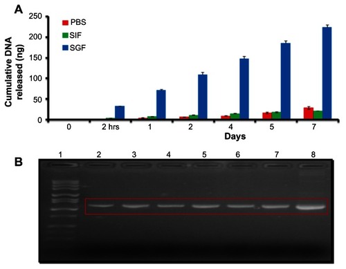 Figure 4 Cumulative DNA release and electrophoretic analysis of released DMOMP. (A) Analysis of encapsulated DMOMP released from DMCNP was evaluated using similar intestinal fluid (SIF, pH 7.0) and similar gastrointestinal fluid (SGF, pH 2.0). Samples were collected at each designated time-interval (2 hours, day 1, 2, 4, 5 and 7) and the released DNA measured using NanoDrop at 260 nm. Each bar represents the mean ± standard deviation of triplicate samples. (B) The released products from each time-point were precipitated with 5 M NaCl and amplified by PCR and amplicons subjected to agarose gel electrophoresis for verification of the specific DMOMP product.Notes: Lanes indicate the sequential collection of amplicons as follows: lane 1 (1 kb marker), lane 2 (2 hours), lane 3 (day 1), lane 4 (day 2), lane 5 (day 4), lane 6 (day 5), lane 7 (day 7) and lane 8 (positive DMOMP clone) with an expected size of 1154 bp.Abbreviations: DMOMP, DNA of the major outer membrane protein of C. trachomatis; DMCNP, DMOMP encapsulated in chitosan nanoparticles; hrs, hours; PBS, phosphate buffered saline; PCR, polymerase chain reaction; SGF, similar gastrointestinal fluid; SIF, similar intestinal fluid.