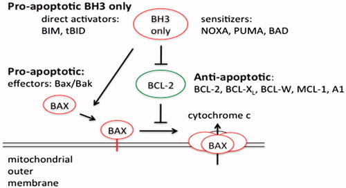 Figure 4. Schematic model of apoptosis regulation by Bcl-2 members protein family. Apoptosis is initiated by the oligomerization of Bax (or Bak) in the mitochondrial outer membrane, which causes the formation of a channel for the release of cytochrome c and other apoptogenic factors. The anti-apoptotic Bcl-2 family members inhibit Bax and Bak oligomerization. The pro-apoptotic BH3-only members of the Bcl-2 family are the direct sensors of cellular stress. They trigger cell death by either inhibiting the anti-apoptotic Bcl-2 members or in the case of BIM and tBID by directly activating BAX and BAK. The BH3-only proteins are regulated by a number of mechanism included increased gene expression or posttranslational modifications.