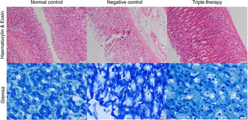 Figure 2 Photomicrographs of the gastric mucosa of the rats. The haematoxylin and eosin stained micrographs of the negative control group show gastric mucosa lesion (red arrow), while the gastric mucosa is intact for the normal control and triple therapy group. The Giemsa stained micrographs of the negative control group show spiral bacilli in the mucosa layer (black arrows).