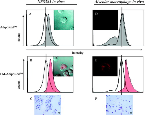 FIG. 3 In vitro and in vivo uptake of LM by alveolar macrophages. NR8383 cells (1 × 106/mL) were incubated with 50 μL of (A) AdipoRed solution or (B) LM-AdipoRed™ for 3 hr at 37°C. (C) Giemsa staining of NR8383. Under anesthesia, rats were given 200 μL of (D) AdipoRed solution or (E) LM-AdipoRed through intratracheal route. Bronchoalveolar cells were obtained at 10 min after dosing. (F) Giemsa staining of bronchoalveolar cells. Most cells were macrophages. Scale bar is 30 μm. Fluorescence intensity was determined by flow cytometry. As compared with cell alone (–), fluorescence intensity became higher with the increase cellular uptake of AdipoRed (grey) and LM- AdipoRed (red). Representative photographs show (A and D) AdipoRed-treated and (B and E) LM-AdipoRed-treated cells. AdipoRed is seen as the red-colored areas.